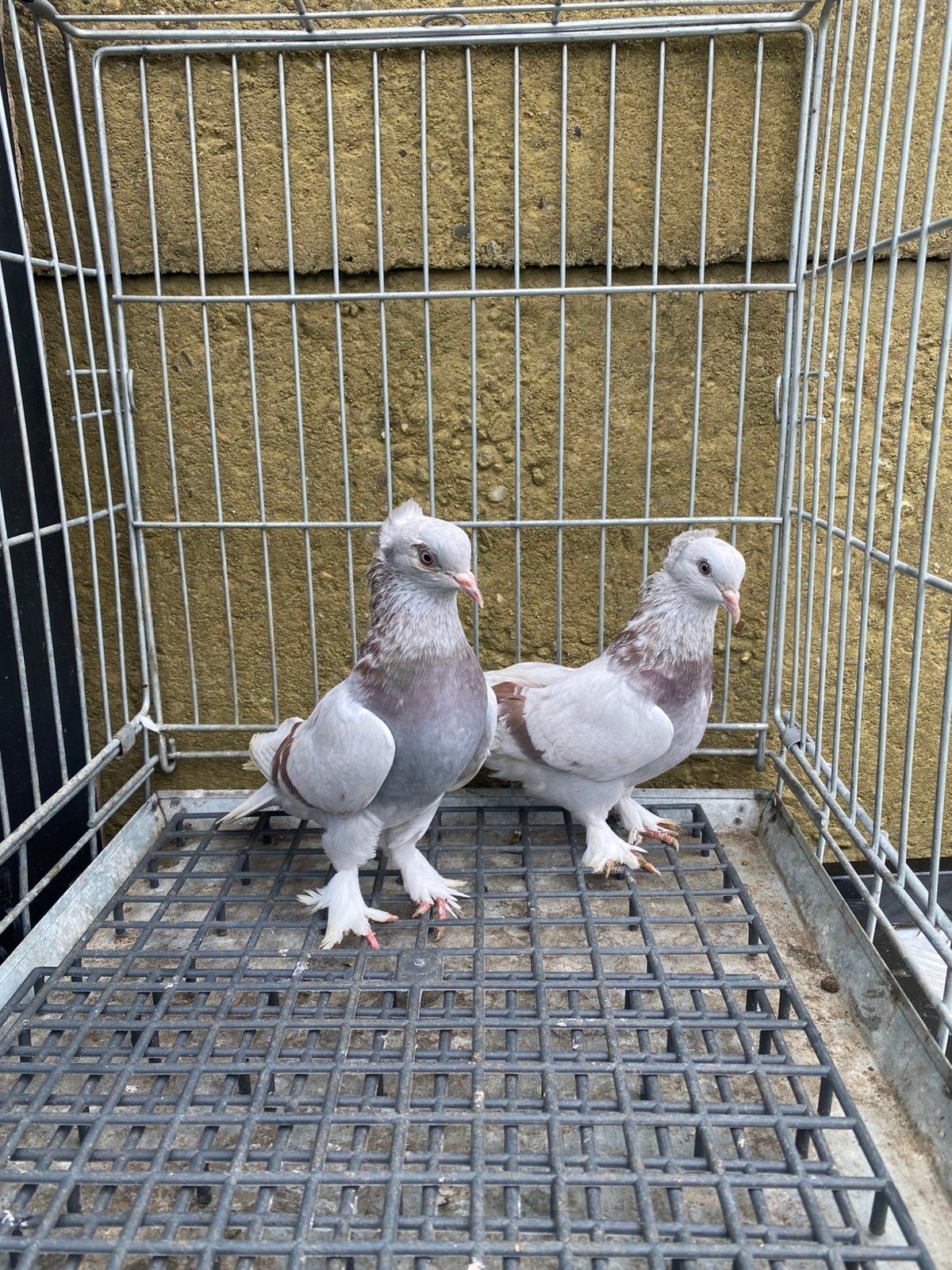 Takla tekkeli şekeri, Animaux & Accessoires