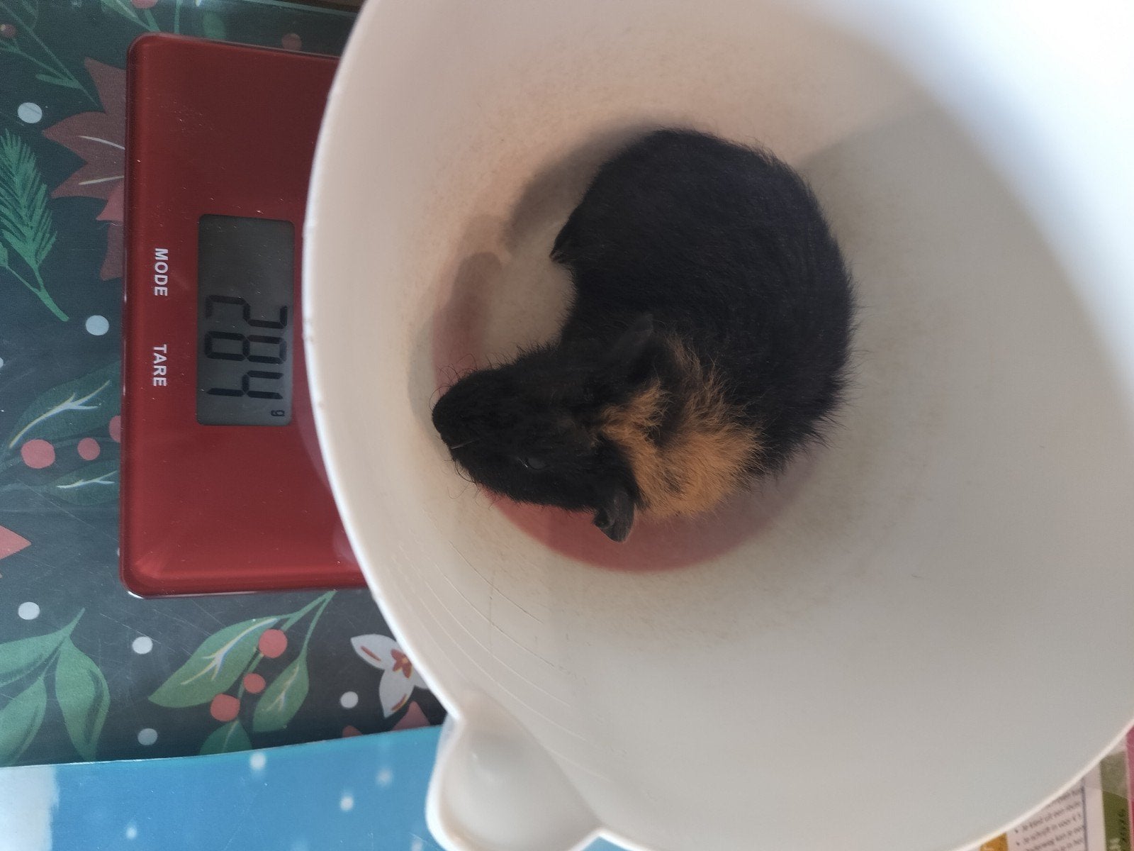 cavia, Animaux & Accessoires, Septembre, Mâle, Cobaye
