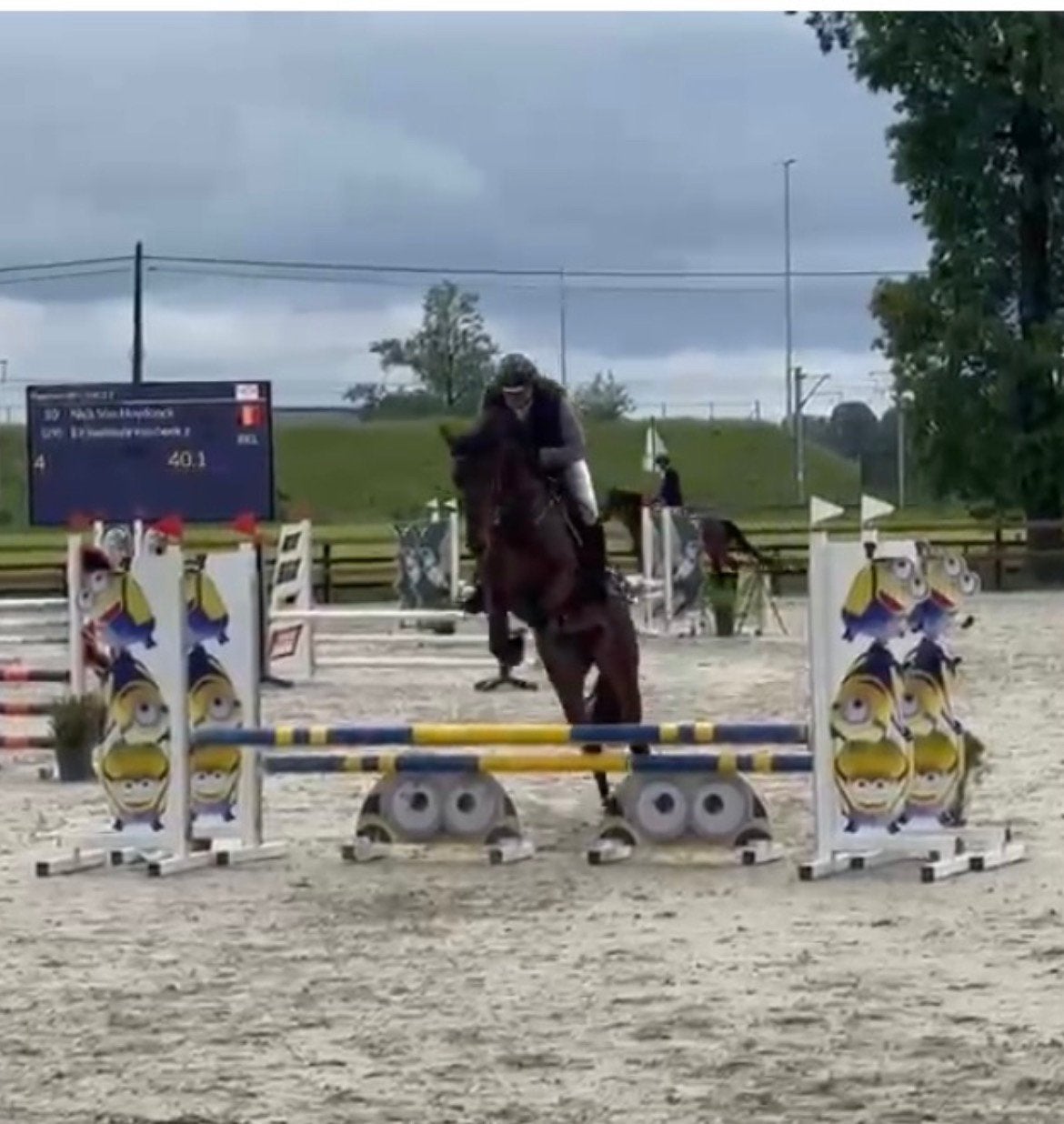 Leuke 5 jarige merrie