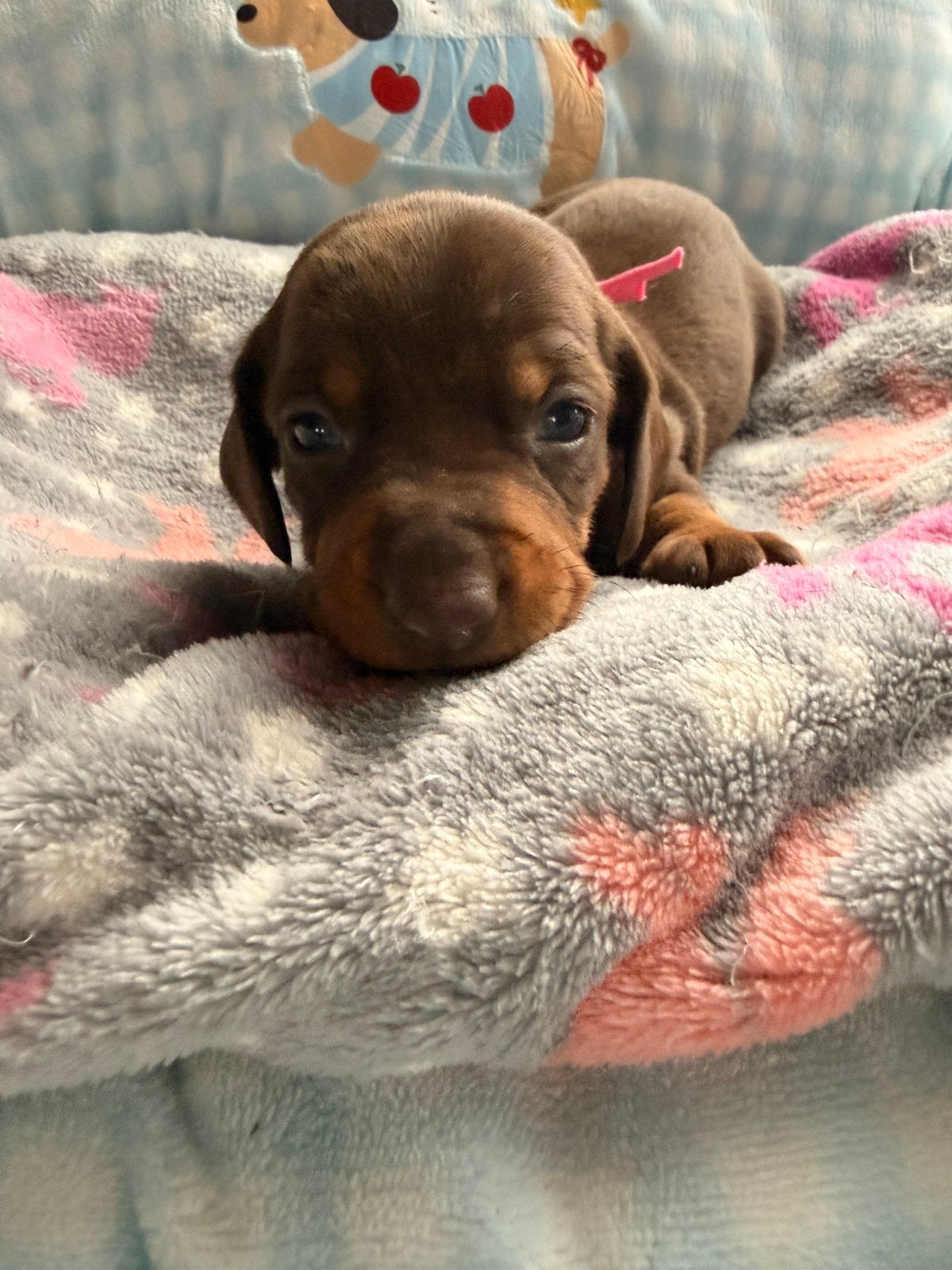 Dwergteckel pups, Dieren en Toebehoren, België, CDV (hondenziekte), 8 tot 15 weken, Korthaar