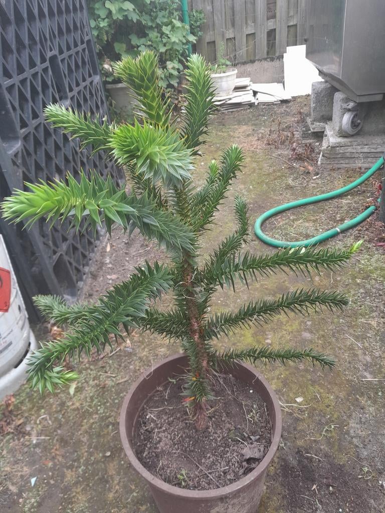 Apenboom 70 cm hoog, Enlèvement