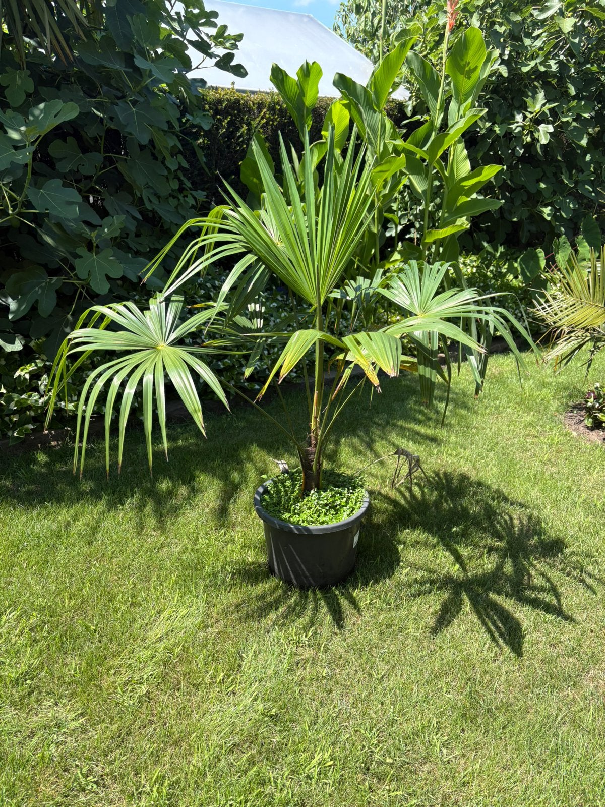 Trachycarpus fortunei palmboom, Tuin en Terras, Ophalen