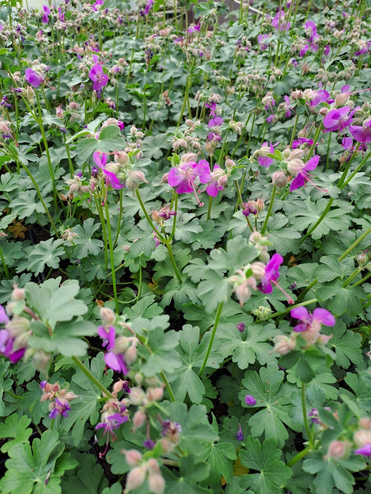 Geranium cambridge, Jardin & Terrasse, Plantes | Jardin, Enlèvement