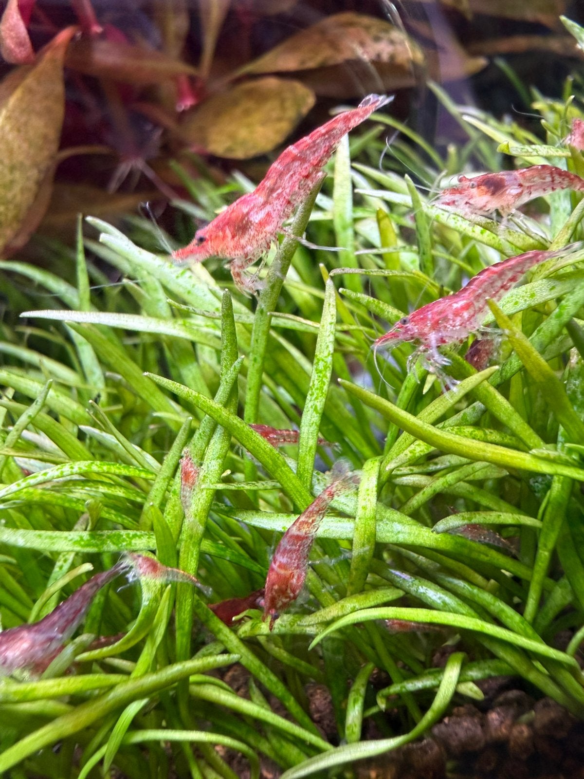Neocaridina davidi Red Cherry (Sakura/Fire Red), Dieren en Toebehoren, Kreeft, Krab of Garnaal, Zoetwatervis, Schoolvis