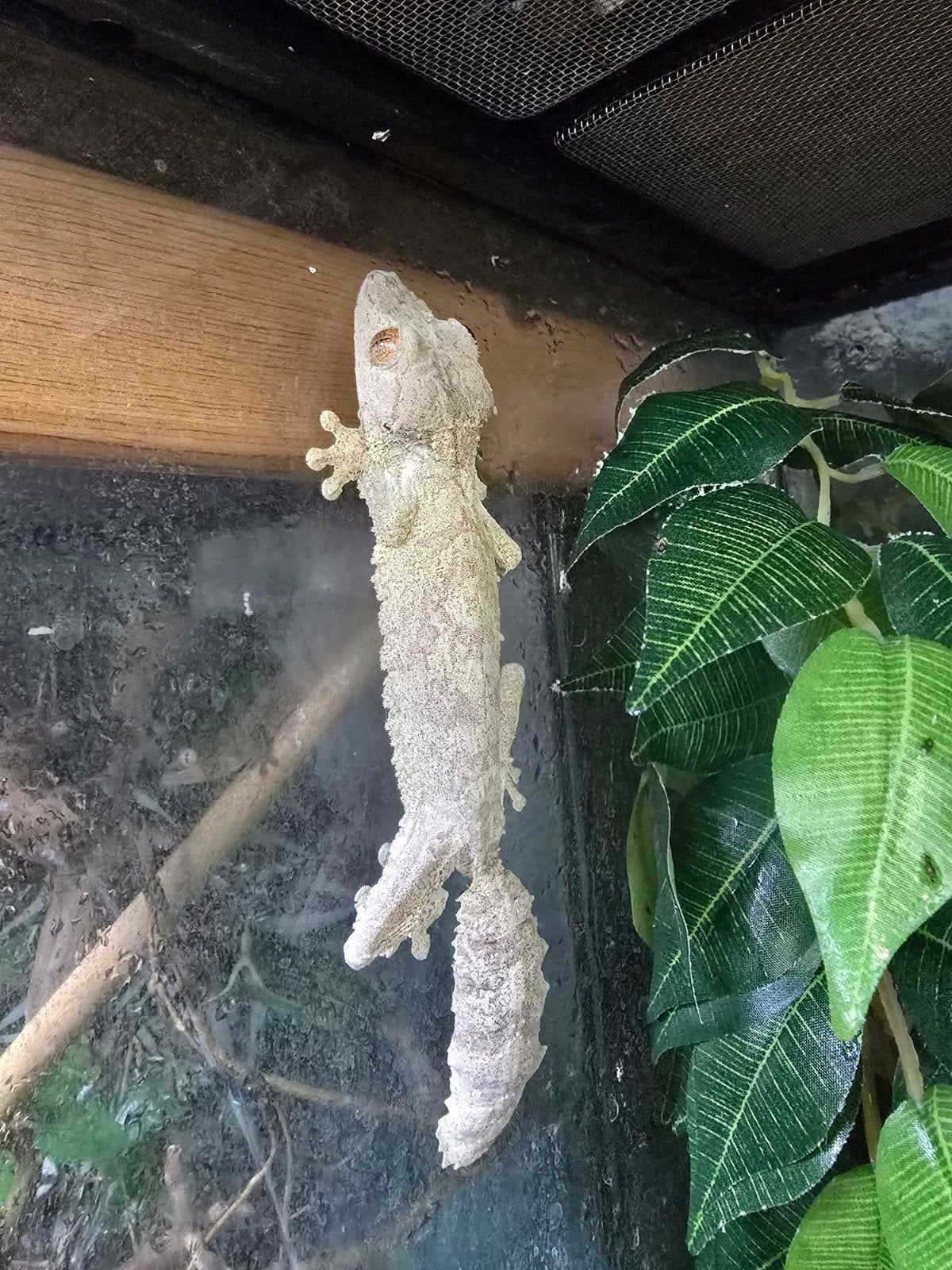 Prachtig onverwant koppel Uroplatus henkeli beschikbaar.

Be, Dieren en Toebehoren, Reptielen en Amfibieën