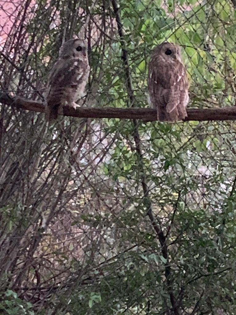 bosuilen, Dieren en Toebehoren, Meerdere dieren, Roofvogel, Geringd