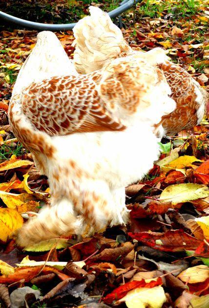 Brahma oeufs fécondés à incuber doré liseré blanc or, Animaux & Accessoires, Envoi, Neuf