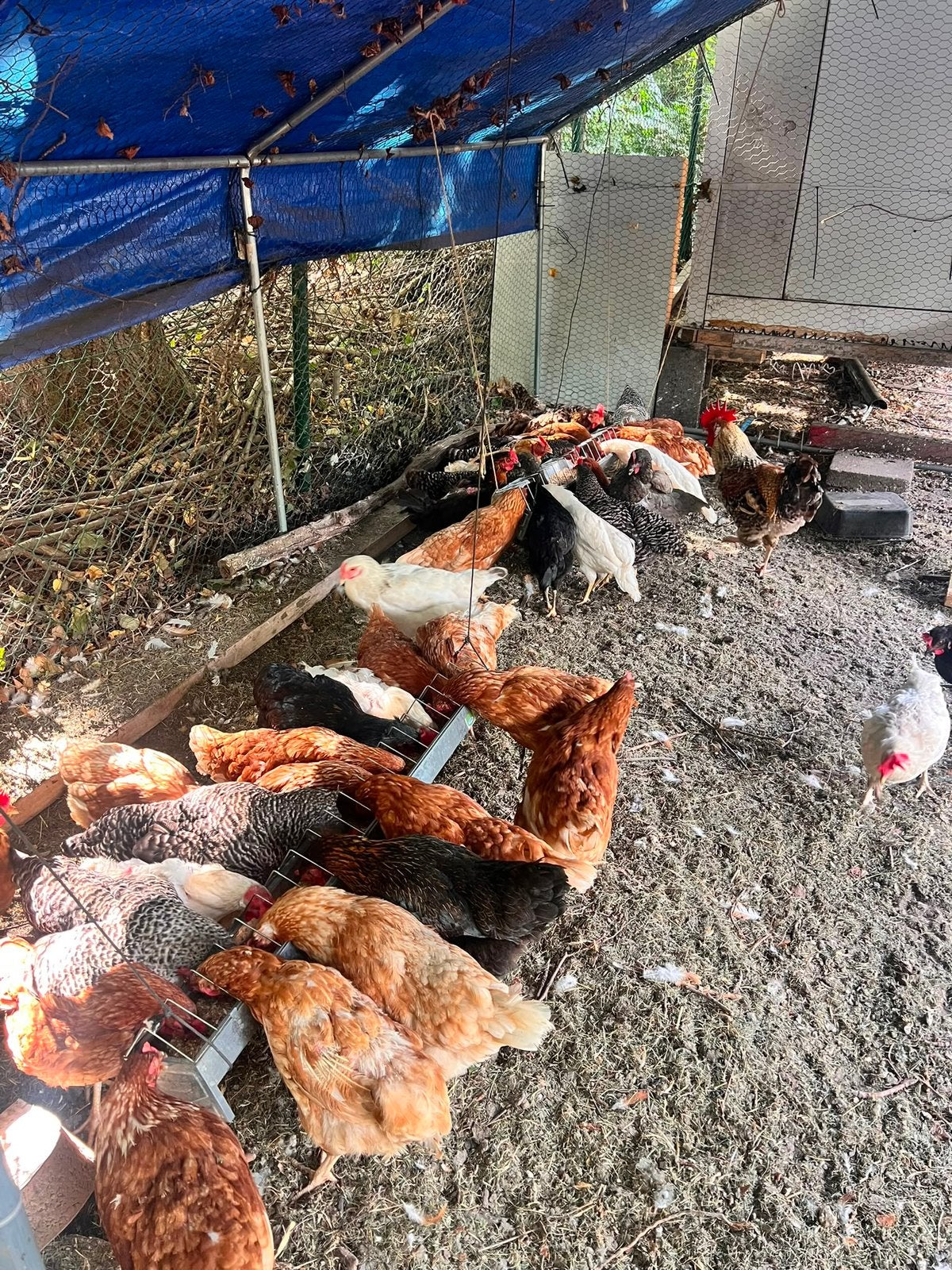 Kippen en hanen, Dieren en Toebehoren, Kip