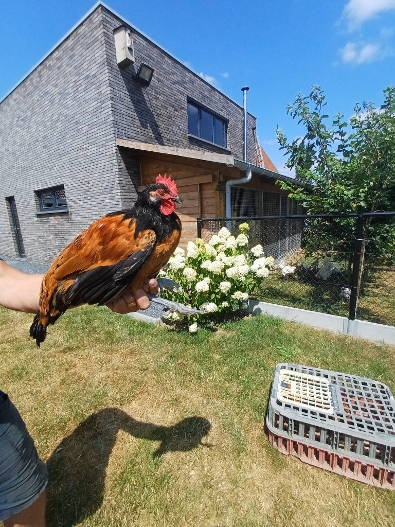 vorwerk hanen, Dieren en Toebehoren, Mannelijk, Kip