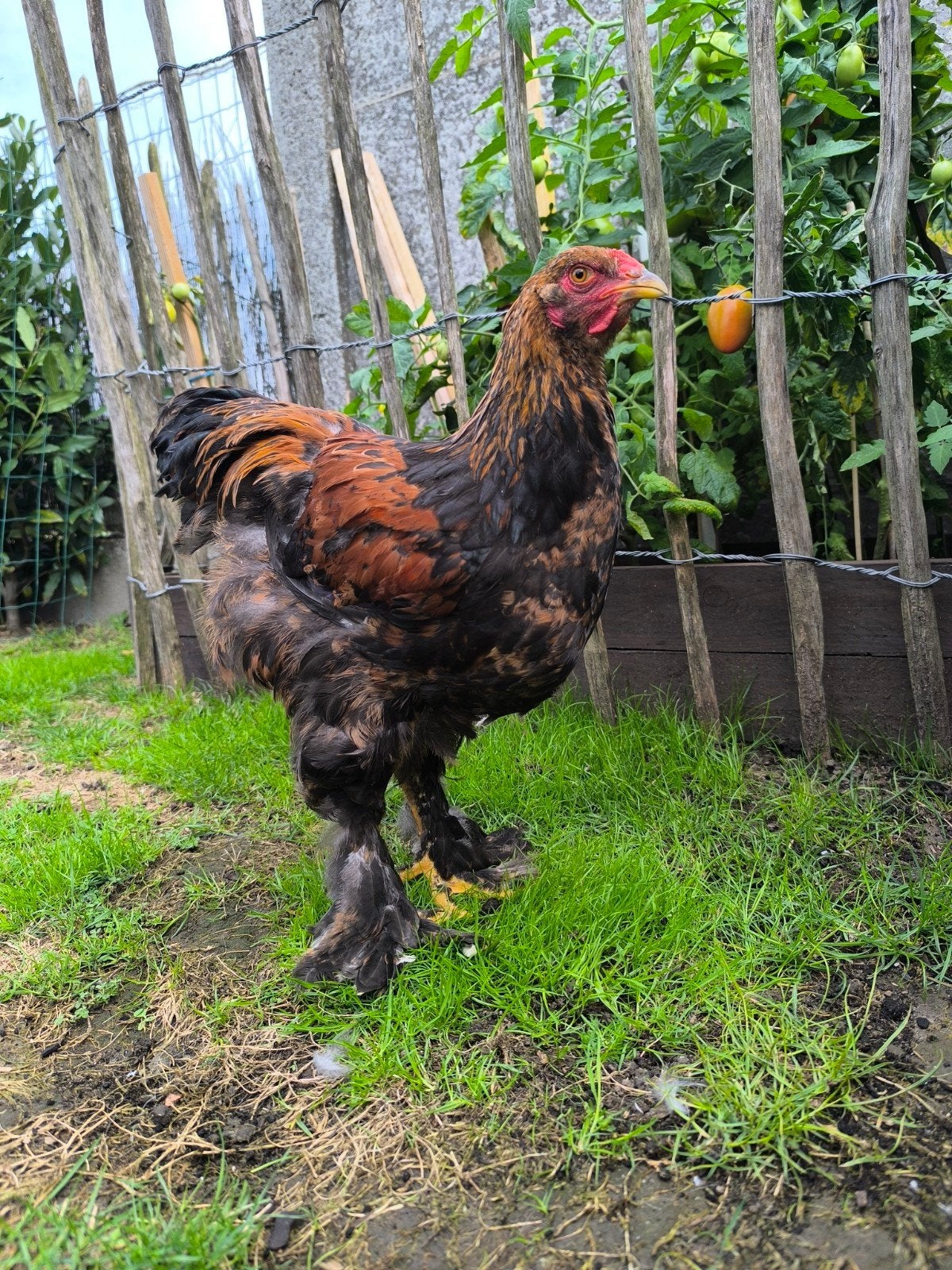 nog 3 mooie jonge brahma's te koop, Mannelijk, Kip