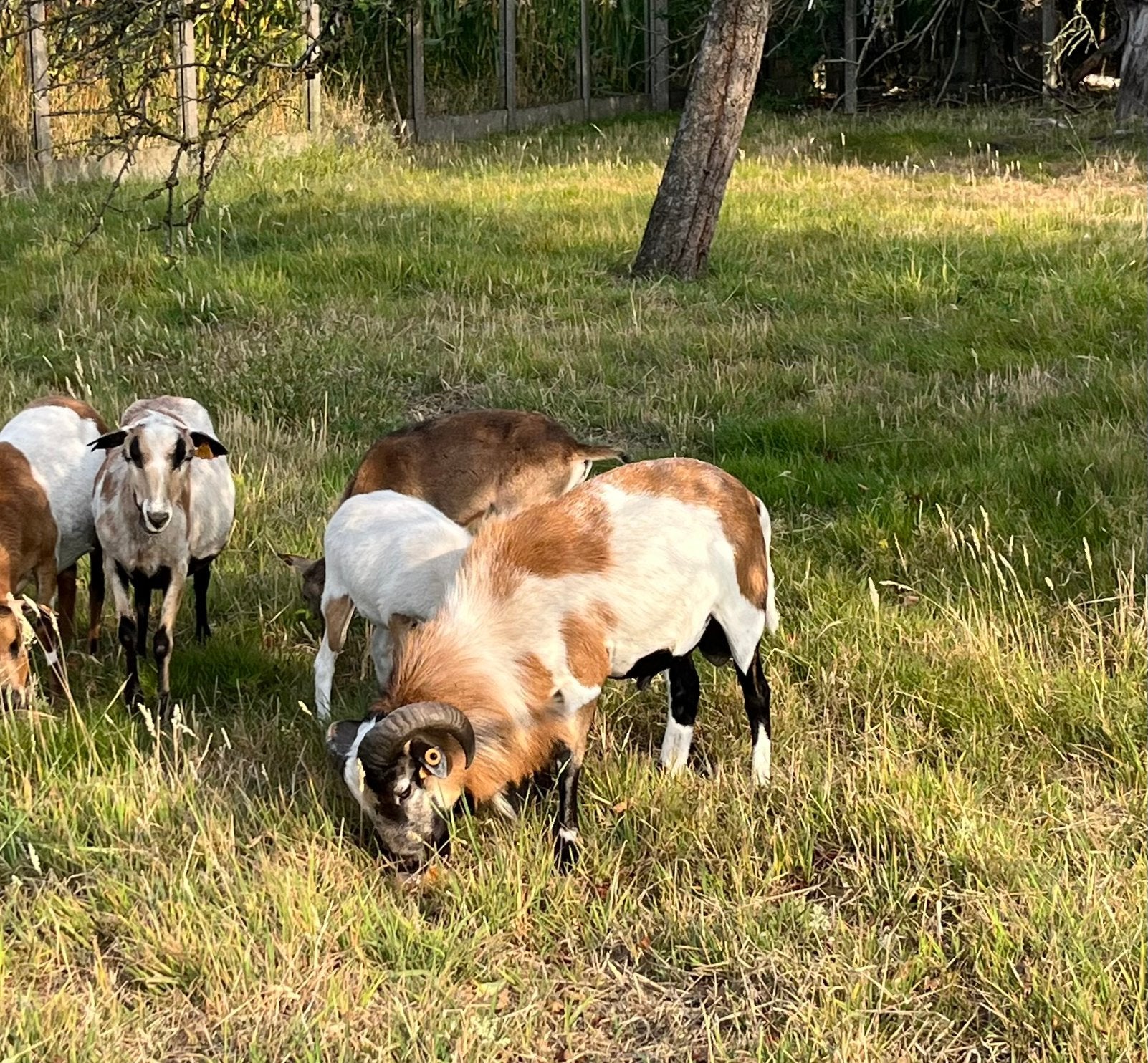 Kameroen ram, Animaux & Accessoires, Moutons, Chèvres & Cochons