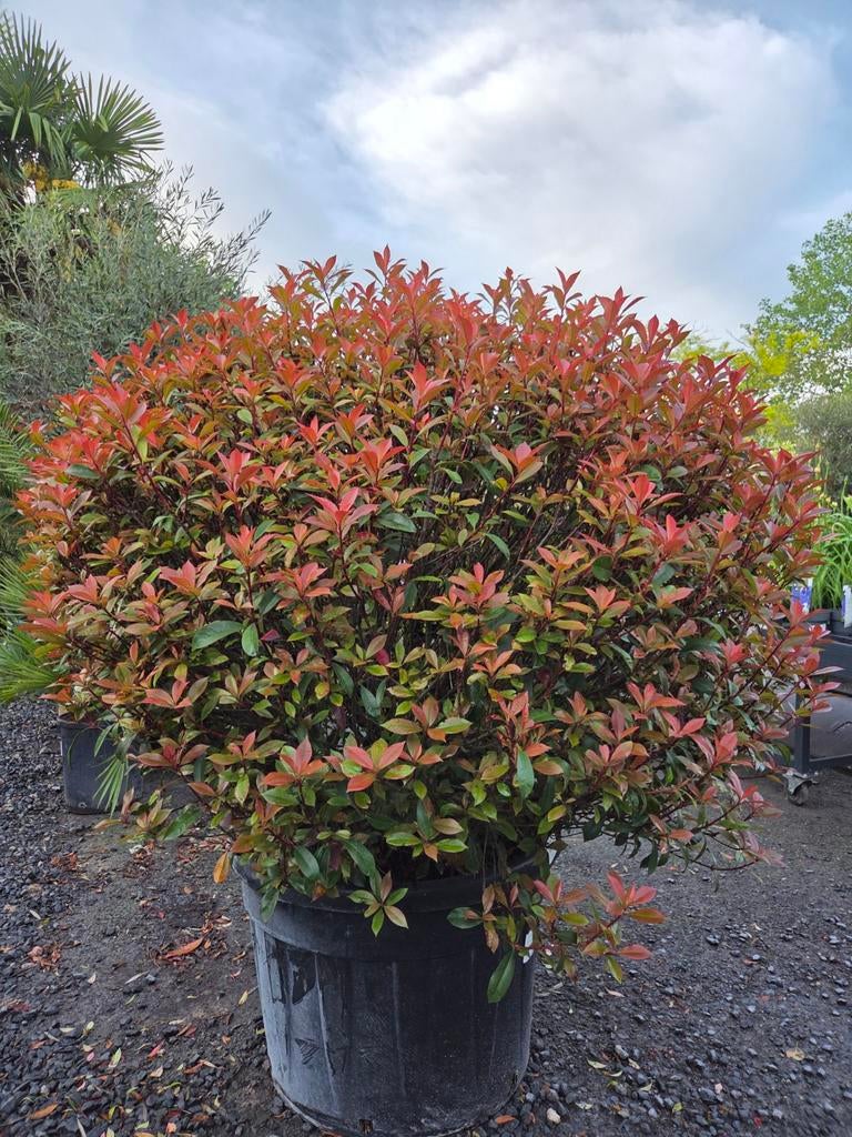 Photinia Carre Rouge - Glansmispel bol, Enlèvement