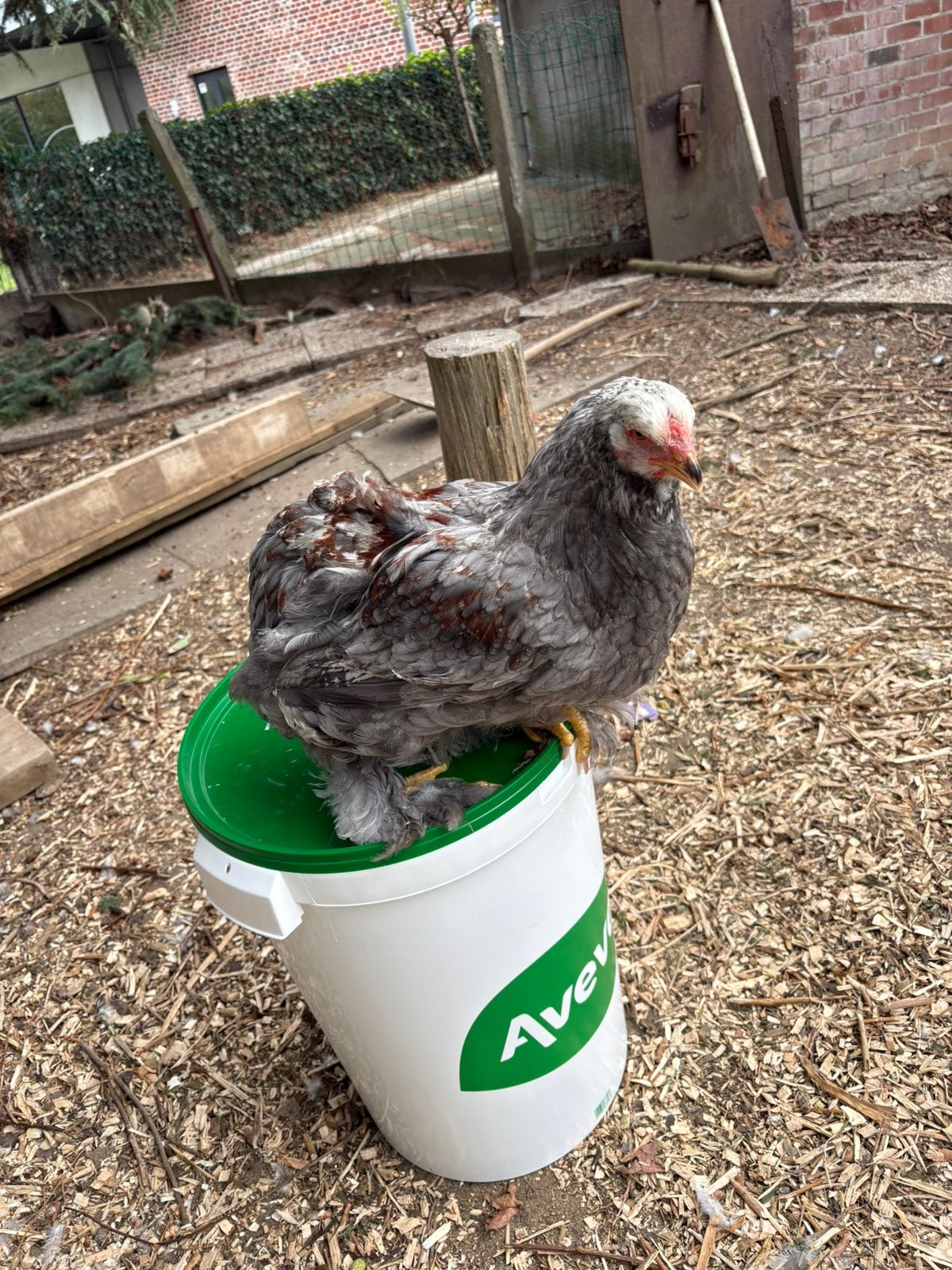 ️Prachtige brahma haantjes te koop️, Dieren en Toebehoren