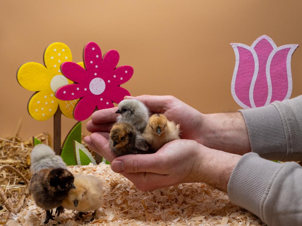 Jonge tamme Zijdehoen kriel kuikens gesekst en ingeënt, Femelle, Poule ou poulet