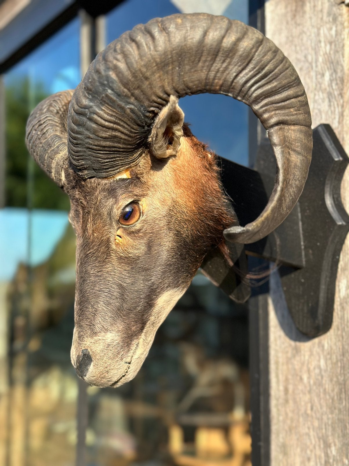 Oude rams kop moeflon opgezette, Enlèvement