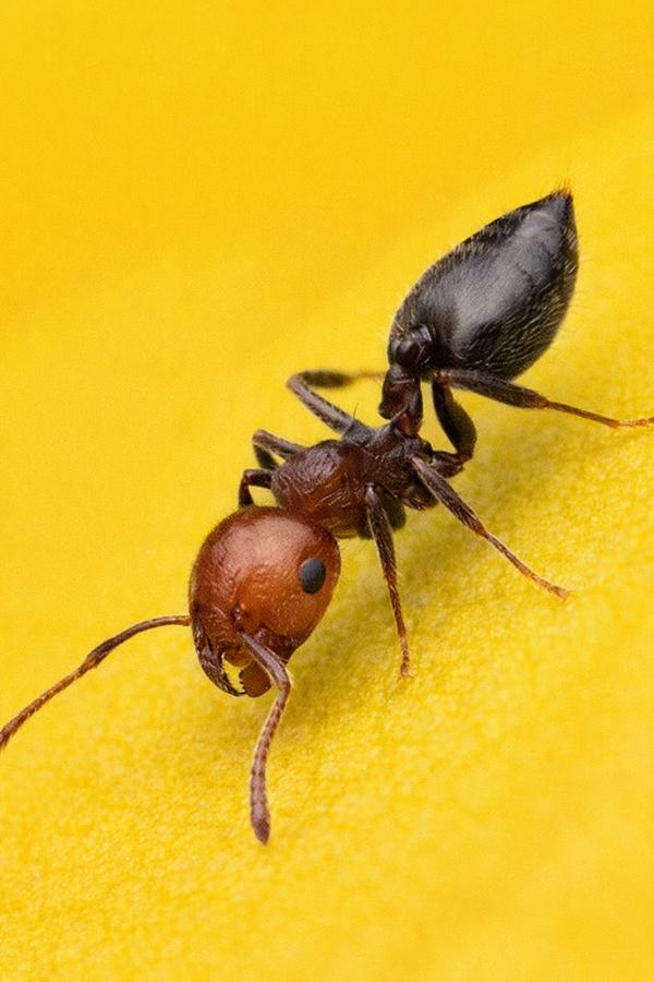 Crematogaster scuttellaris koningin met broed, Dieren en Toebehoren, Mieren