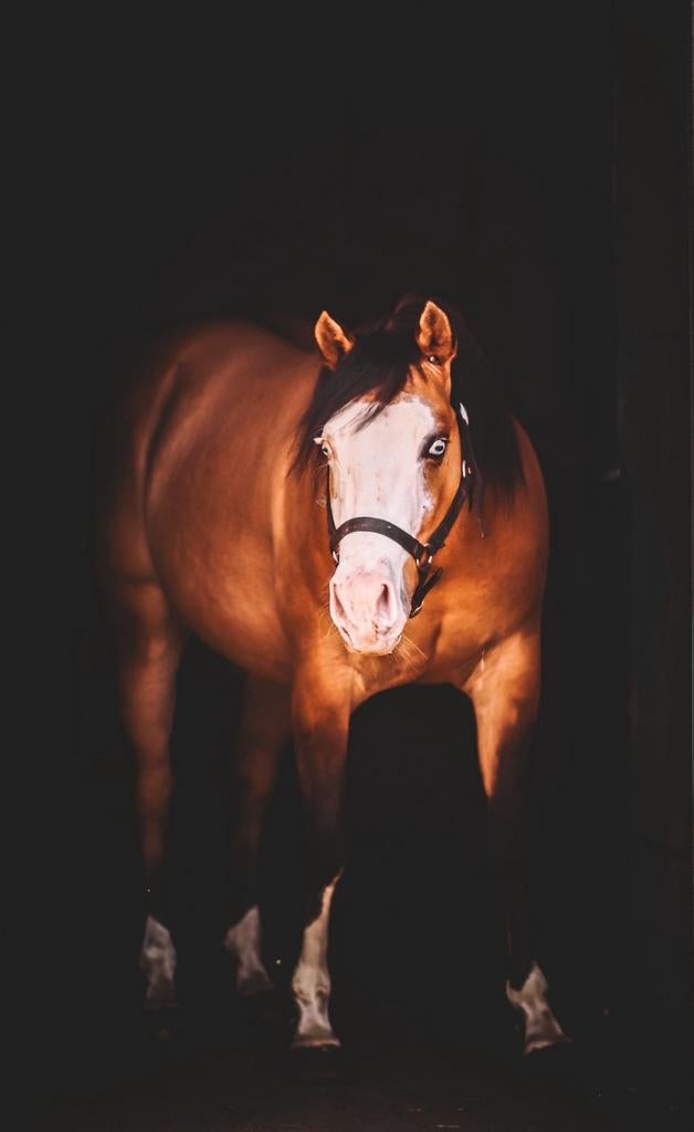 AQHA hengst ter dekking., Étalon