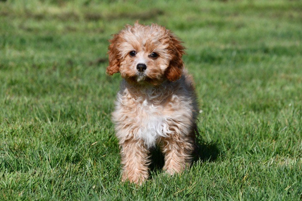 Cavapoo femelle à vendre, Animaux & Accessoires, 15 semaines à 1 an, Étranger, Hépatite contagieuse (maladie de Rubarth), Éleveur | Professionnel