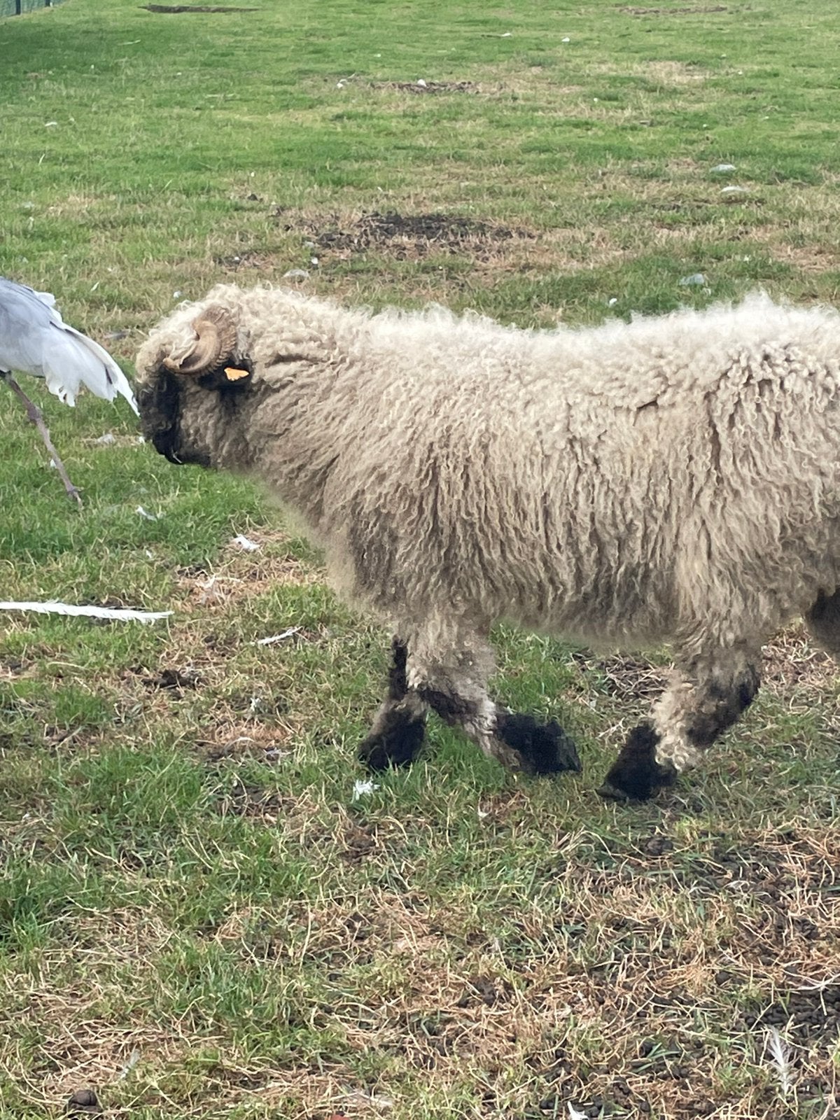Walliser ooi , 2,5 jaar, Animaux & Accessoires, Moutons, Chèvres & Cochons