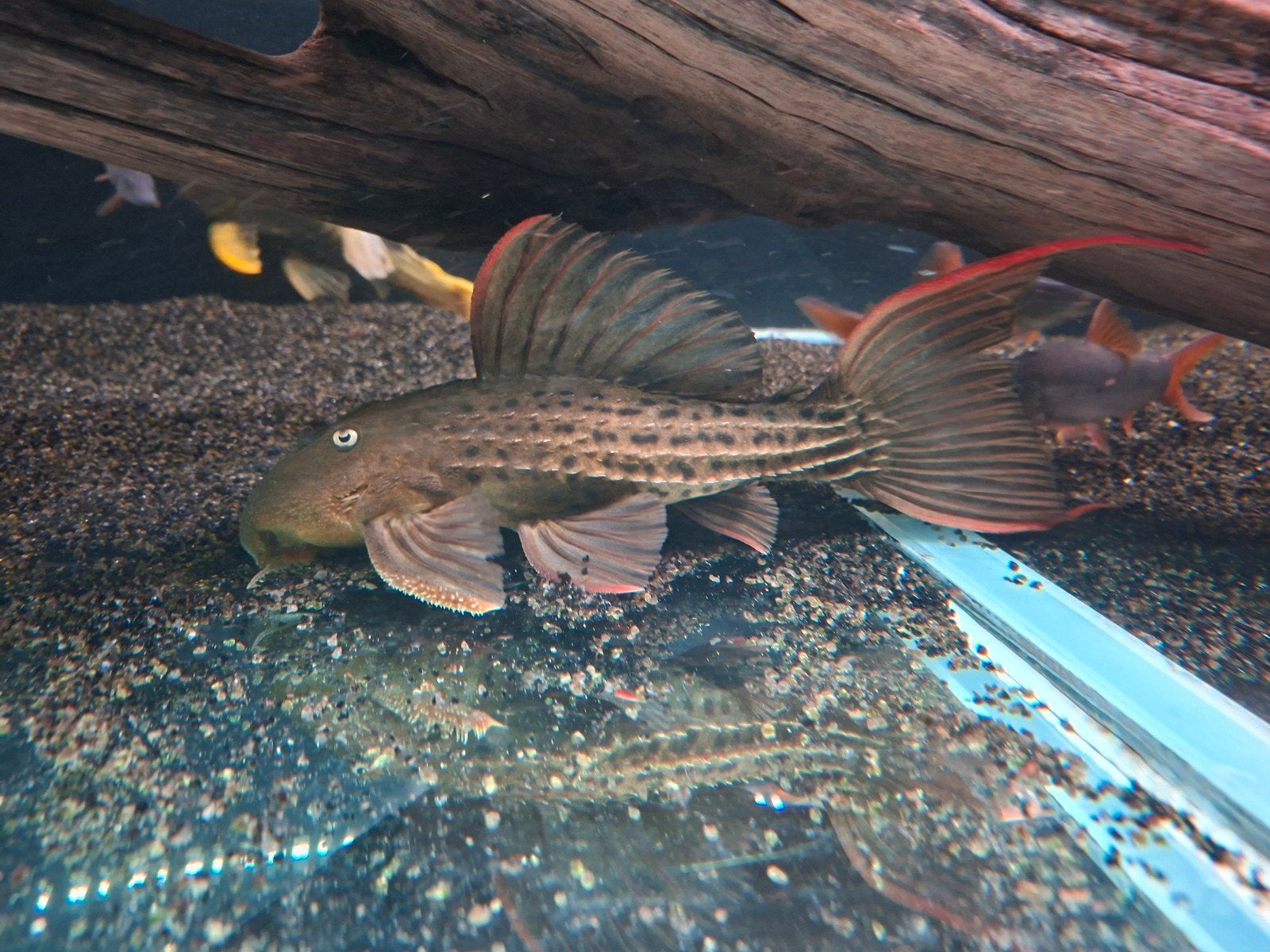 L24 (Scobinancistrus pariolispos) 25/30cm, Poisson