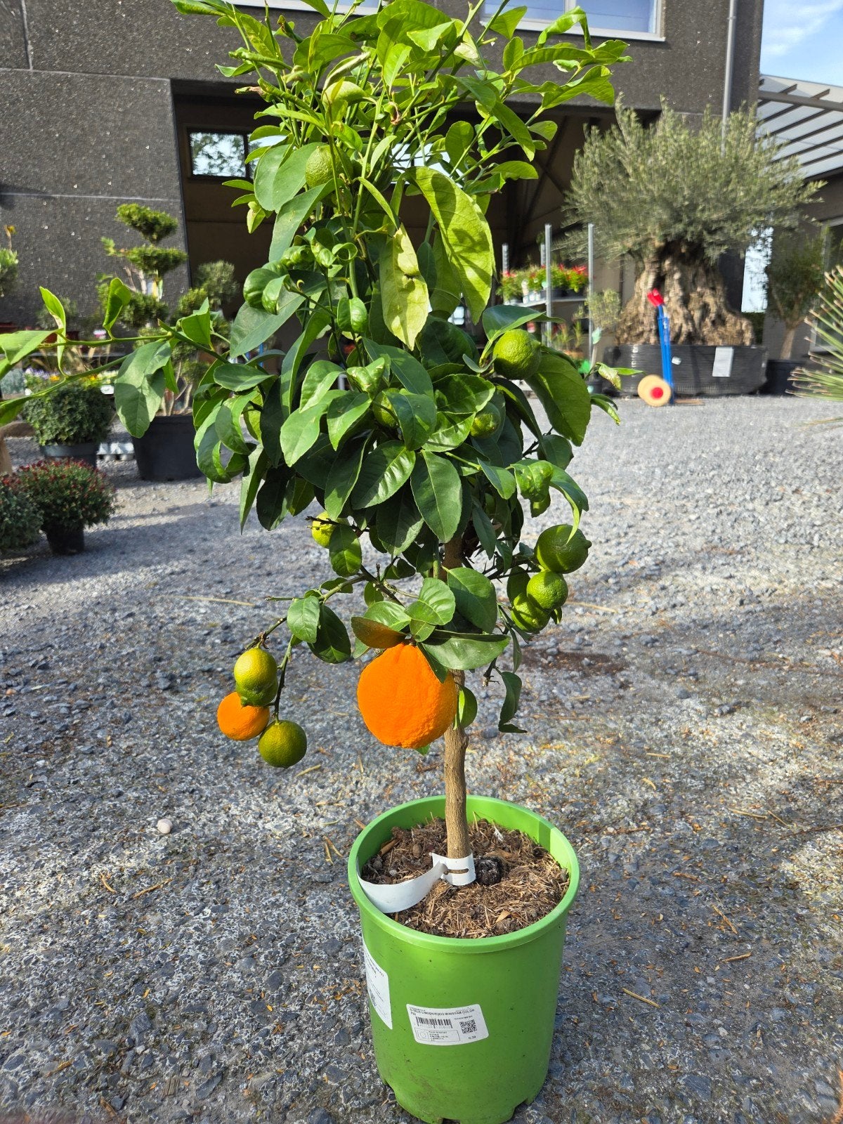 Citrus Limoen Rouge, Tuin en Terras, Ophalen