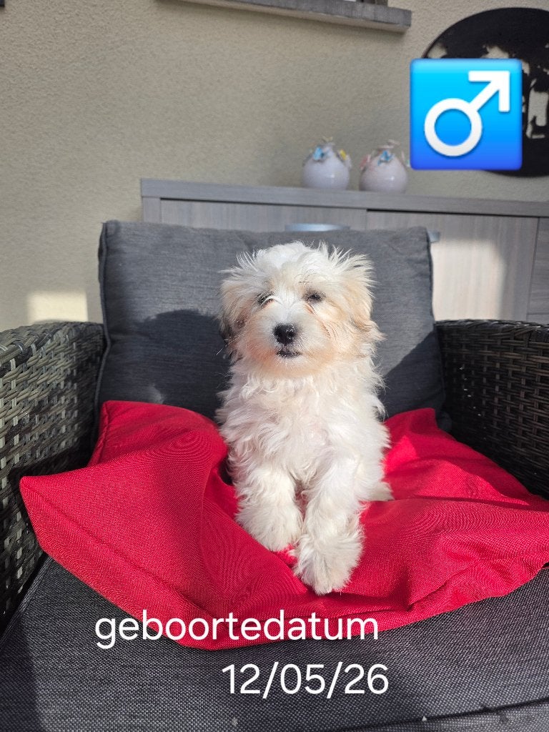 chiot bichon havanais, Animaux & Accessoires, Maladie de Carré (chiens), Chien (mâle), Belgique, Bichon maltais