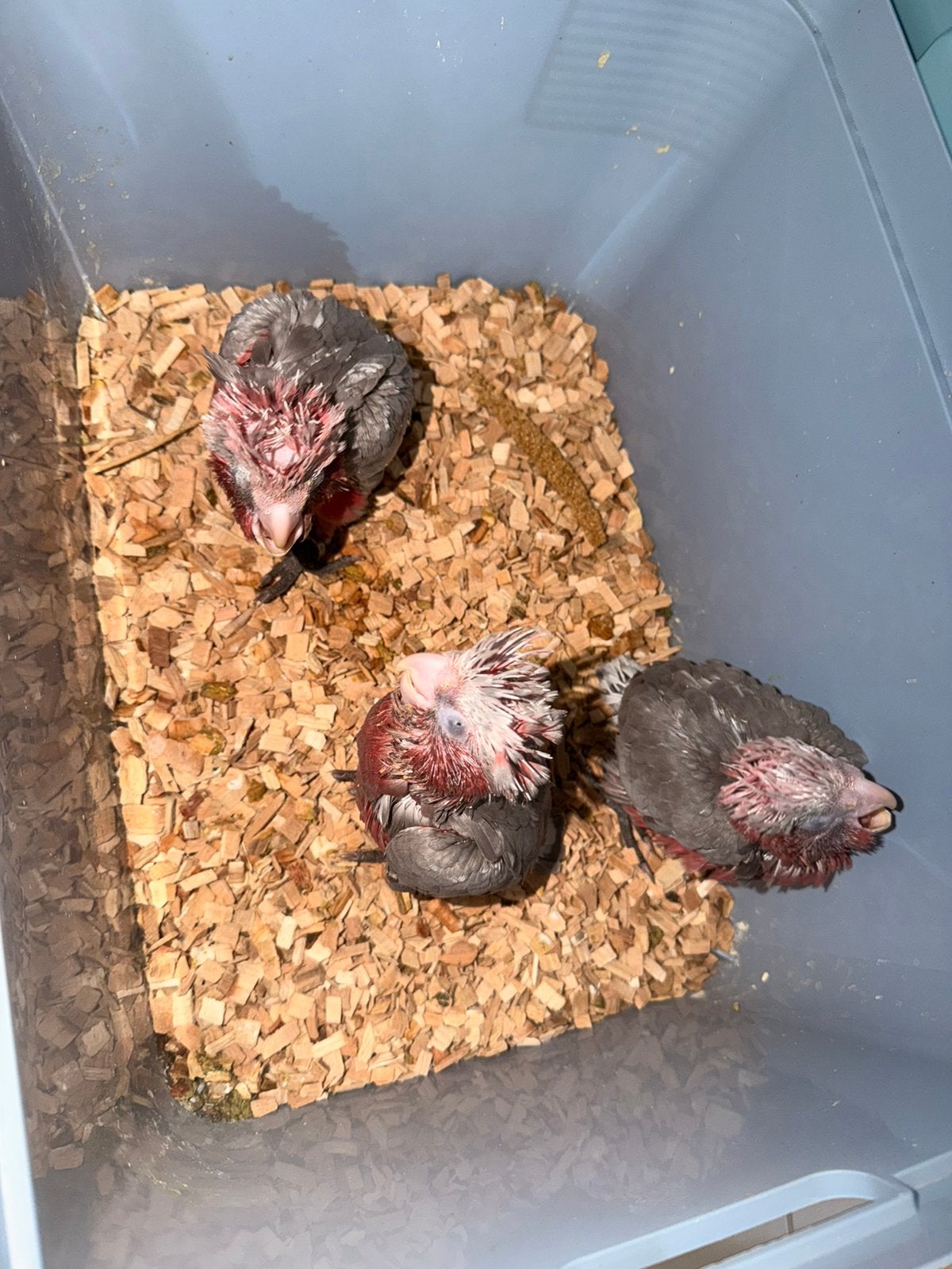 Rosalbin-kaketoe, Dieren en Toebehoren, Vogels | Parkieten en Papegaaien, Papegaai, Meerdere dieren, Pratend, Tam, Geringd