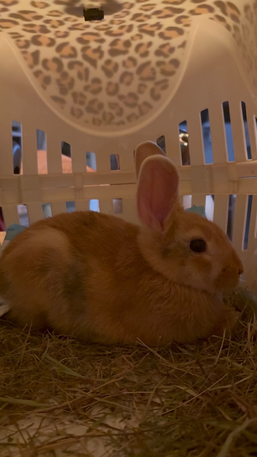 Konijntje te koop, Dieren en Toebehoren, Konijnen