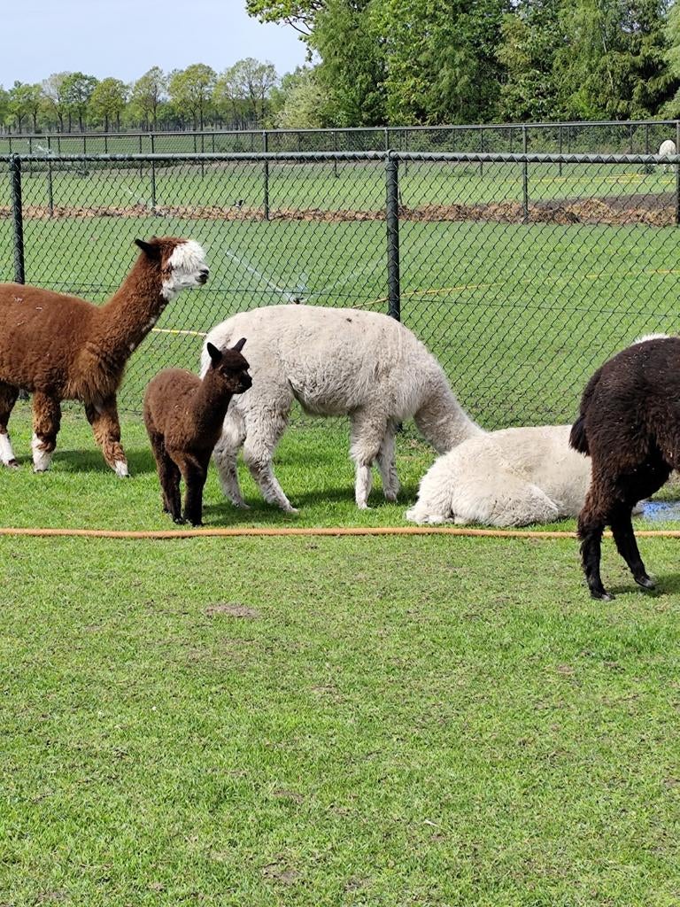 Alpaca merries, Januari, Meerdere dieren