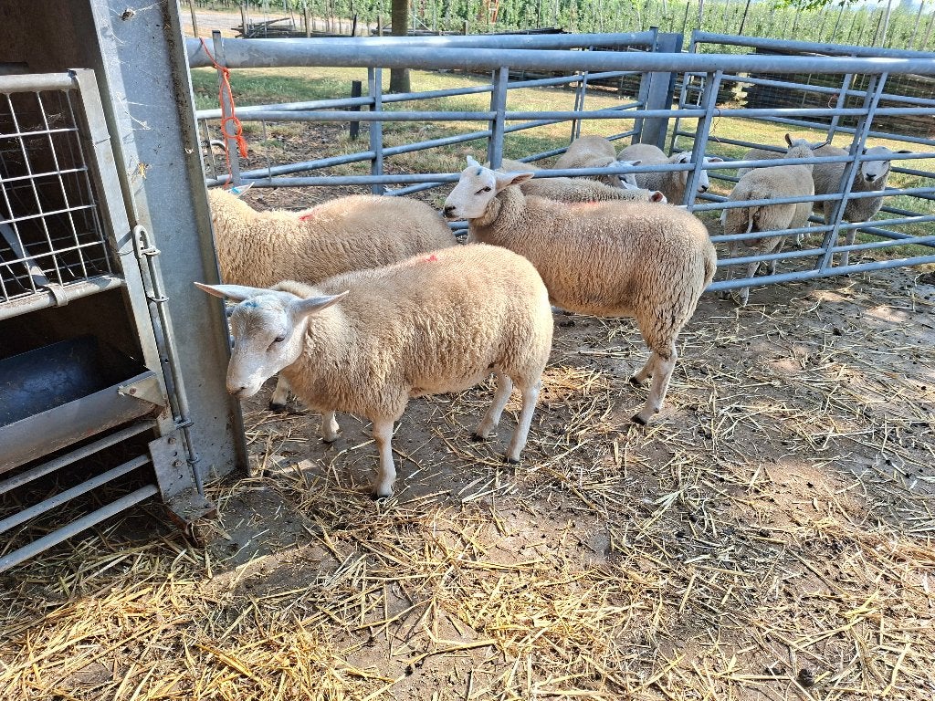 agneau bélier plus rapide, Animaux & Accessoires, Moutons, Chèvres & Cochons