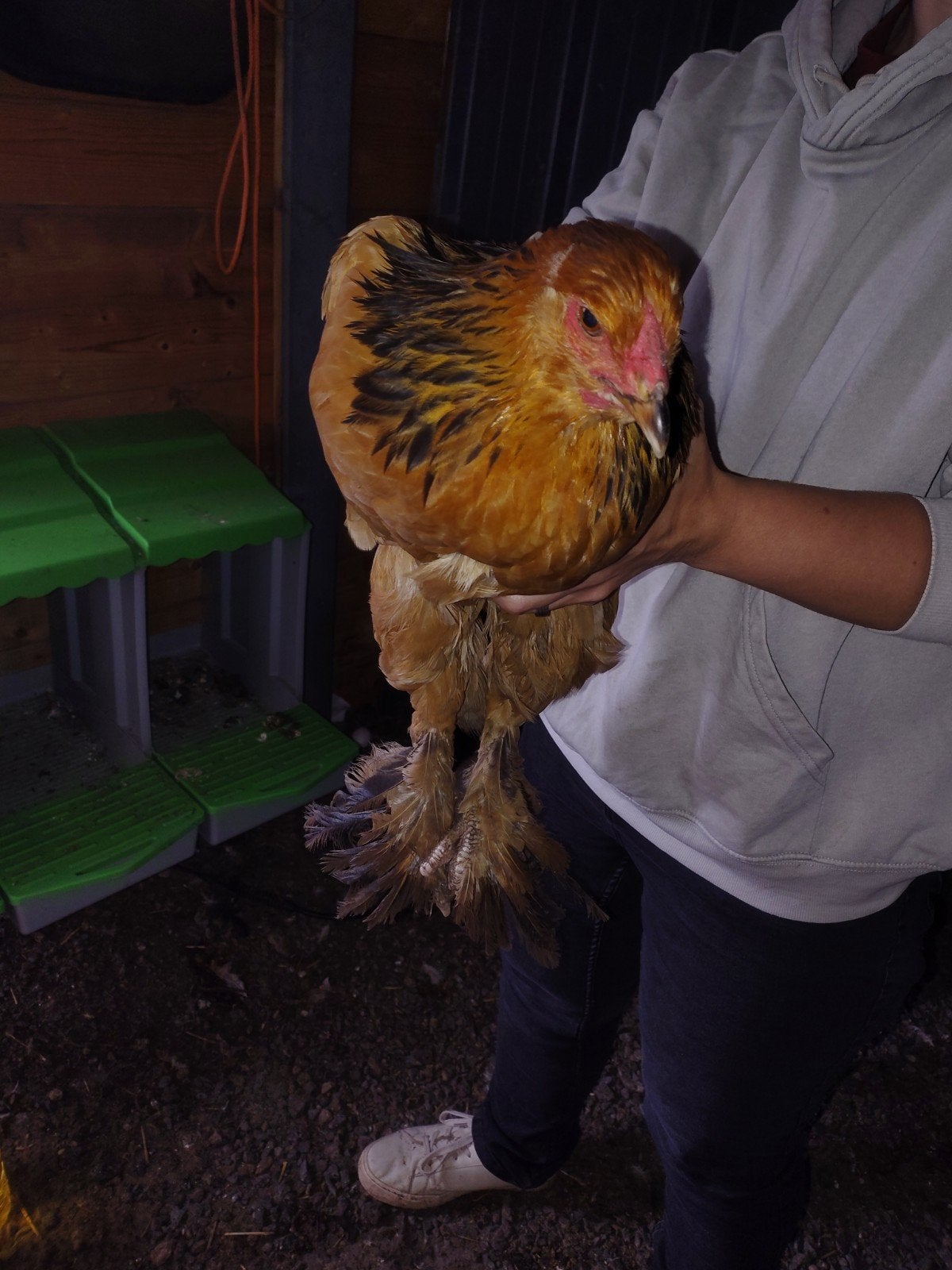 brahma kippen, Femelle, Poule ou poulet