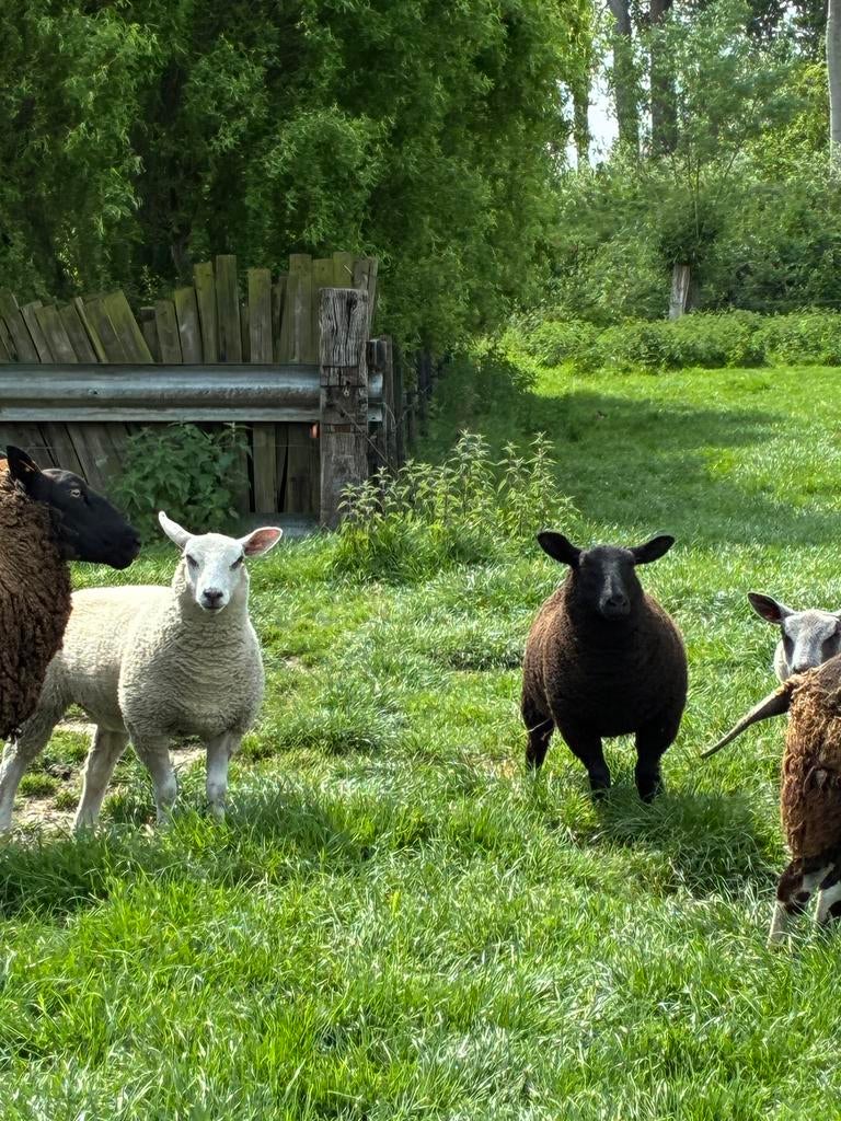 Schaap - lammeren - zwartbles / blue de maine, Mouton