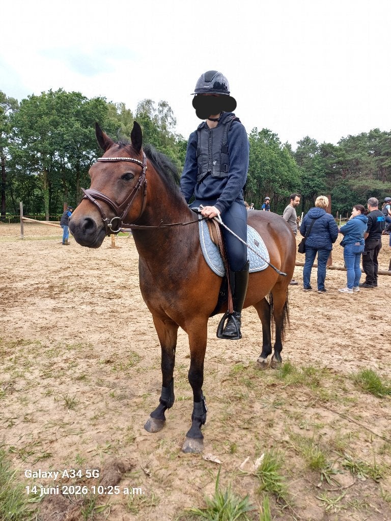 4 jarige C (sport)pony, Animaux & Accessoires, Poneys, Hongre, B, Poney C (1.27 m à 1.37m), Poney de saut, 3 à 6 ans, Avec pedigree