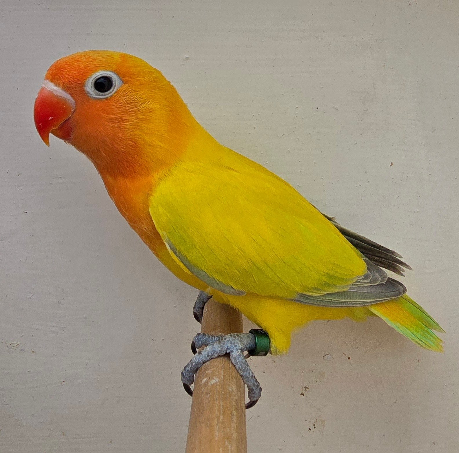 2 Euwing Groen Dilute split Opaline 2026, Mâle, Perroquet nain ou Inséparable, Bagué
