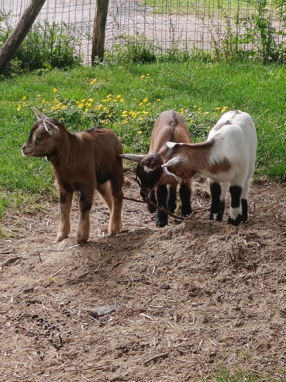 3 dweggeitjes bokjes gecasteerd, Mâle, Chèvre, 0 à 2 ans