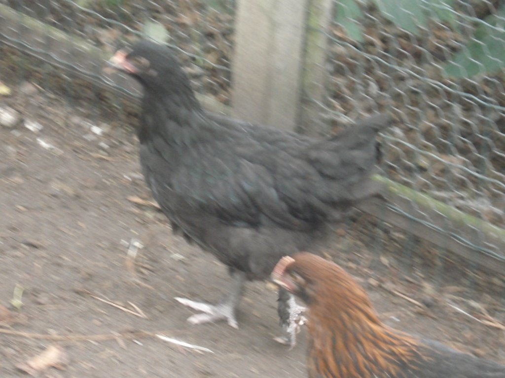 zwarte marans hen, Dieren en Toebehoren, Pluimvee, Vrouwelijk, Kip