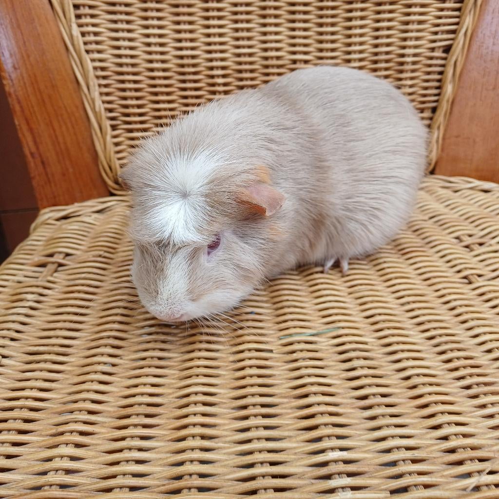 Cavia beer, Dieren en Toebehoren, Knaagdieren, Juli, Cavia