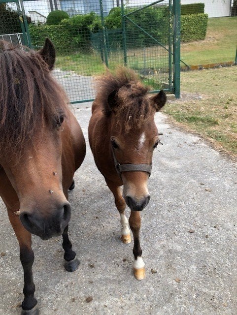 nmprs minipaardjes en amha, Dieren en Toebehoren, Pony's, Met stamboom, Niet van toepassing, 0 tot 2 jaar, A pony (tot 1.17m)