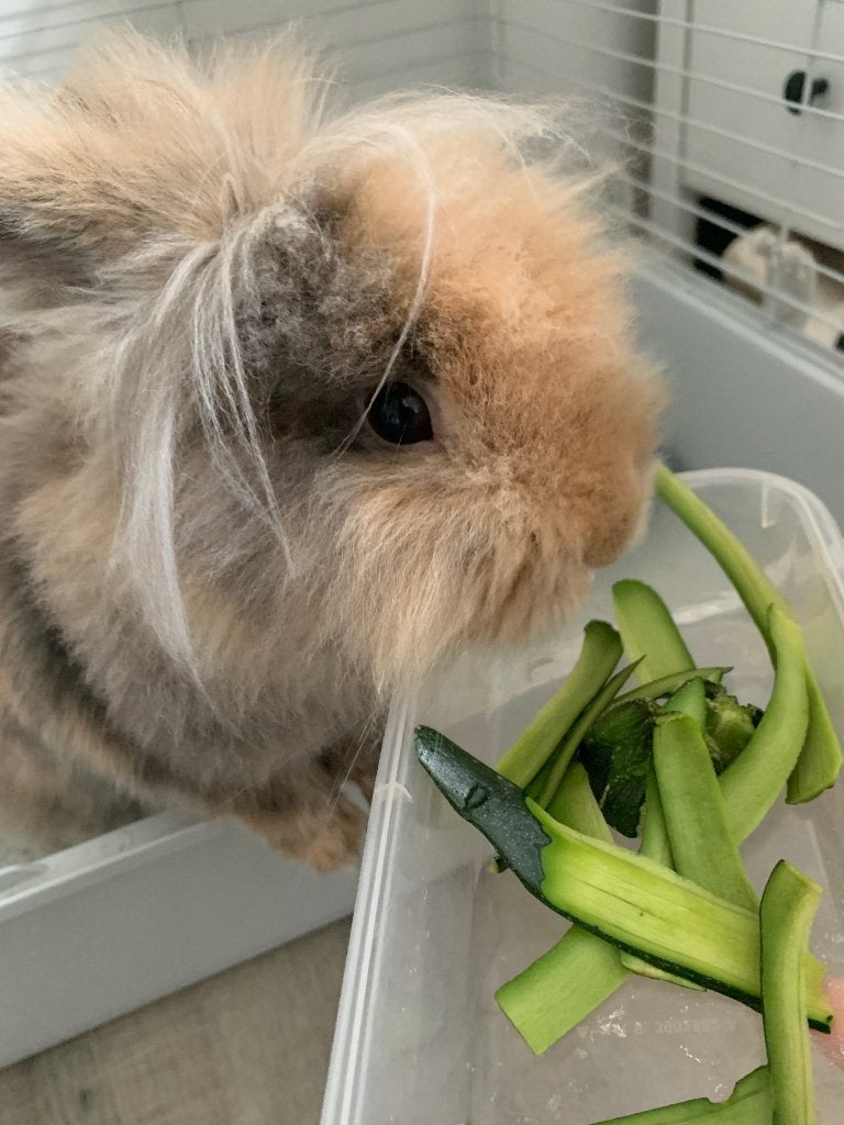 Konijn + kooi, Dieren en Toebehoren, Vrouwelijk, Dwerg, 0 tot 2 jaar