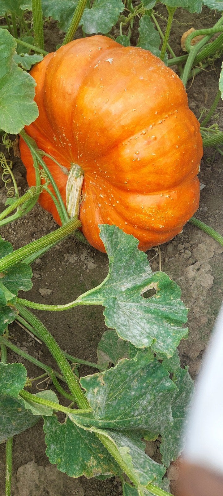 pompoenen, Ophalen