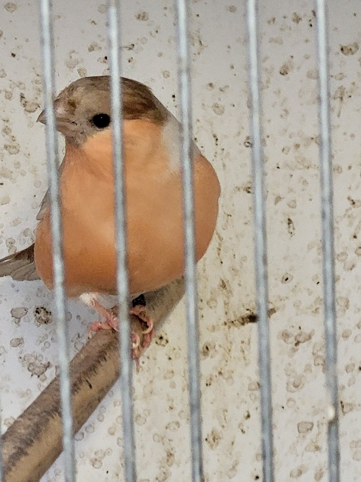 Bruinpastel goudvinkman 2025, Dieren en Toebehoren, Mannelijk, Wildzangvogel, Geringd