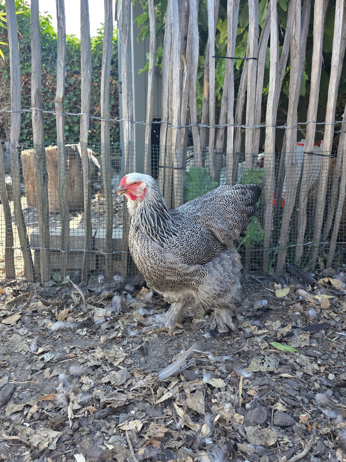 brahma zilverpatrijs hen