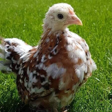 jonge zuivere Cochin  krieltjes, Plusieurs animaux, Poule ou poulet