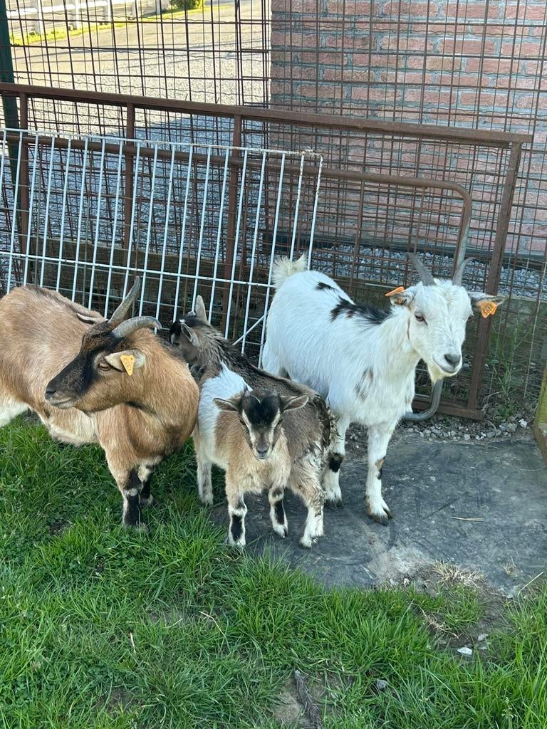 4 mooie geiten dwerggeiten, Dieren en Toebehoren, Schapen, Geiten en Varkens, Vrouwelijk, Geit