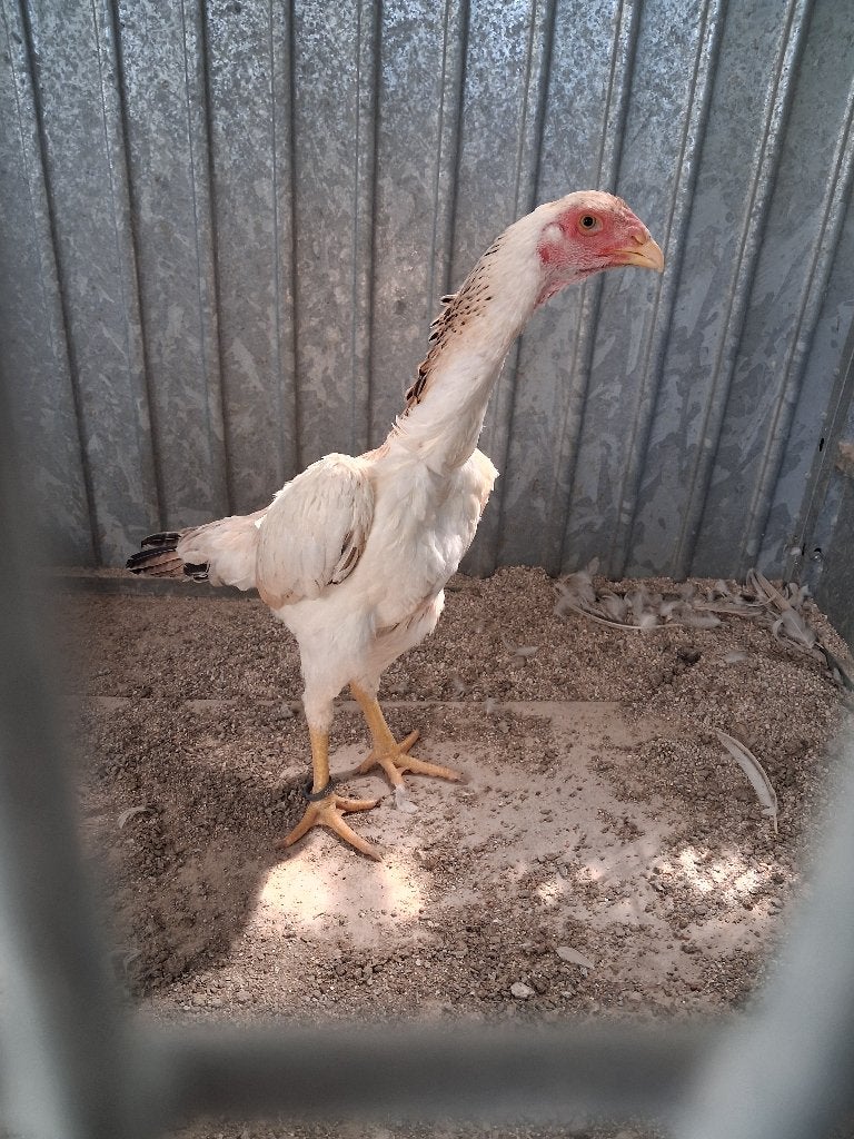 1 shamo hen, Dieren en Toebehoren