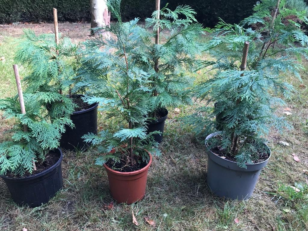 6 x Californische cipres, Tuin en Terras, Ophalen, In pot, Overige soorten, 400 cm of meer