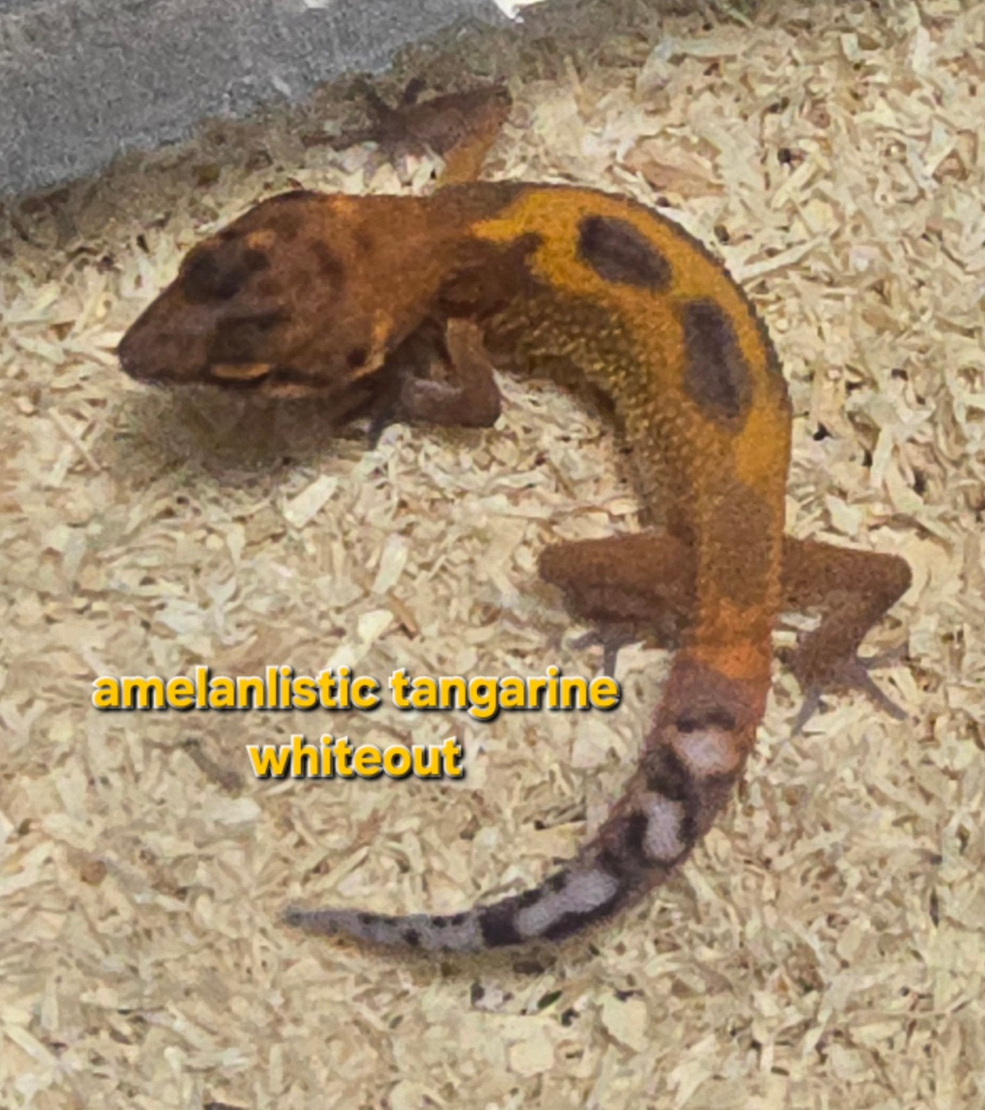 Luipaardgekko's nakweek 2026, Animaux & Accessoires, Reptiles & Amphibiens, Lézard, 0 à 2 ans