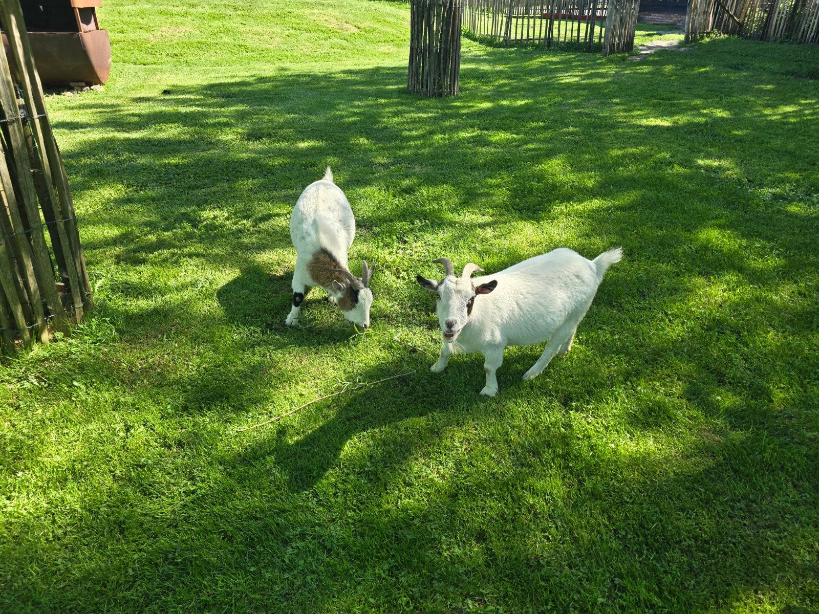 2 gezonde geitjes zoeken een nieuw thuis, Dieren en Toebehoren, Vrouwelijk, Geit, 3 tot 5 jaar