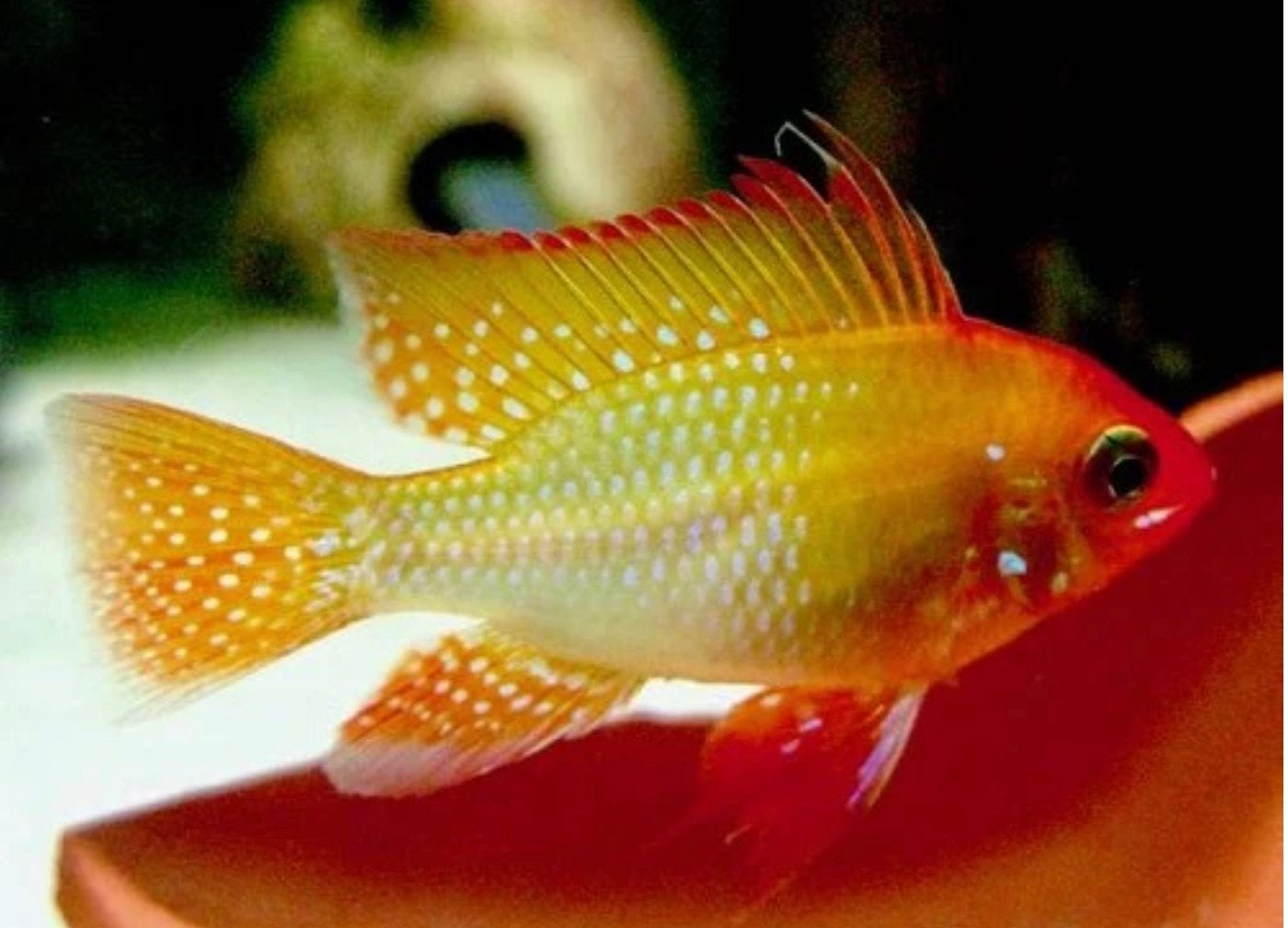 Golden Ramirezi kweekkoppels, Poisson, Poisson d'eau douce