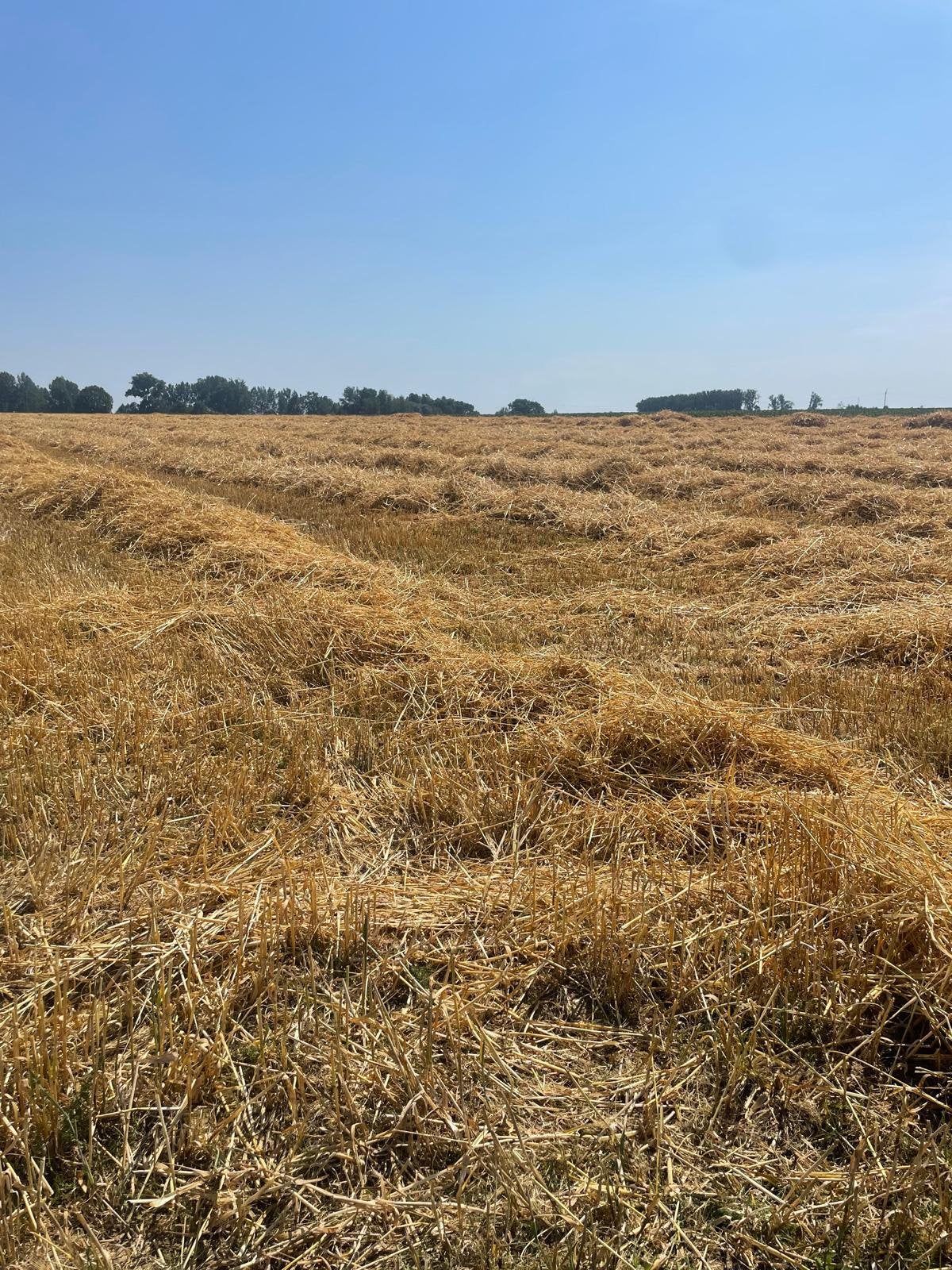 Kleine balen Tarwe stro